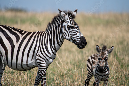 Wallpaper Mural Zebra in Serengeti National Park, Tanzania during Great Migration Torontodigital.ca