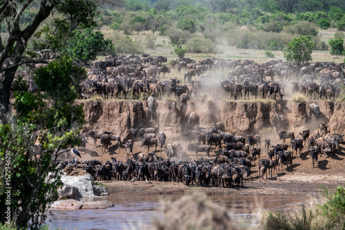 Wallpaper Mural Wildebeest herd crossing Mara River during Great Migration, Serengeti, Tanzania, Masai Mara, Kenya Torontodigital.ca