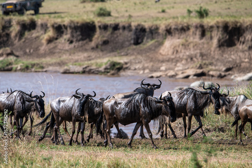 Wallpaper Mural Wildebeest herd crossing Mara River during Great Migration, Serengeti, Tanzania, Masai Mara, Kenya Torontodigital.ca