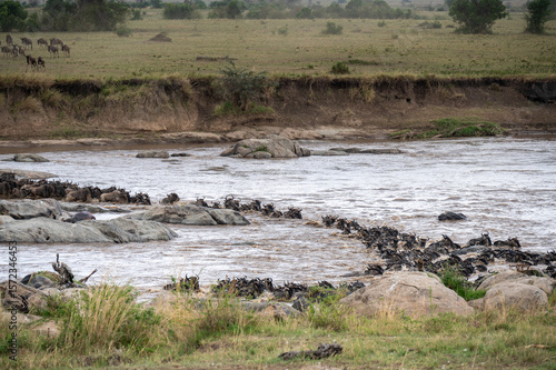 Wallpaper Mural Wildebeest herd crossing Mara River during Great Migration, Serengeti, Tanzania, Masai Mara, Kenya Torontodigital.ca