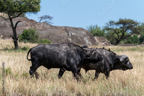 Wallpaper Mural Buffalos in Serengeti National Park, Tanzania during Great Migration Torontodigital.ca