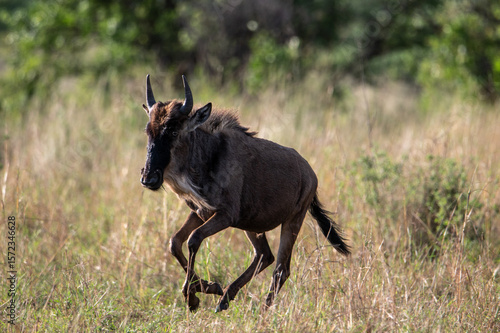 Wallpaper Mural Wildebeest near Mara River during Great Migration, Serengeti, Tanzania, Masai Mara, Kenya Torontodigital.ca