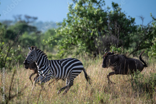Wallpaper Mural Zebra and Wildebeest in Serengeti National Park, Tanzania during Great Migration Torontodigital.ca