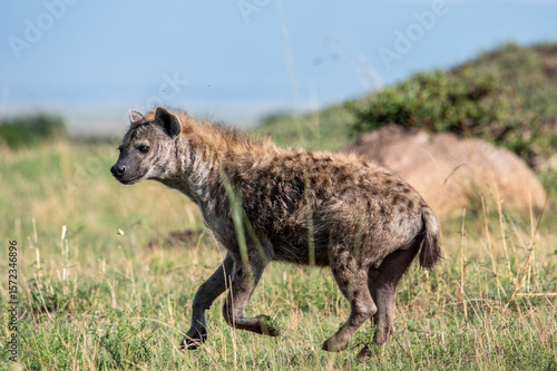 Wallpaper Mural Hyena in Serengeti National Park, Tanzania during Great Migration Torontodigital.ca