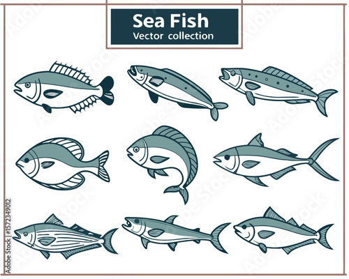 Vector illustration set of various sea fish with stylized designs and outlines