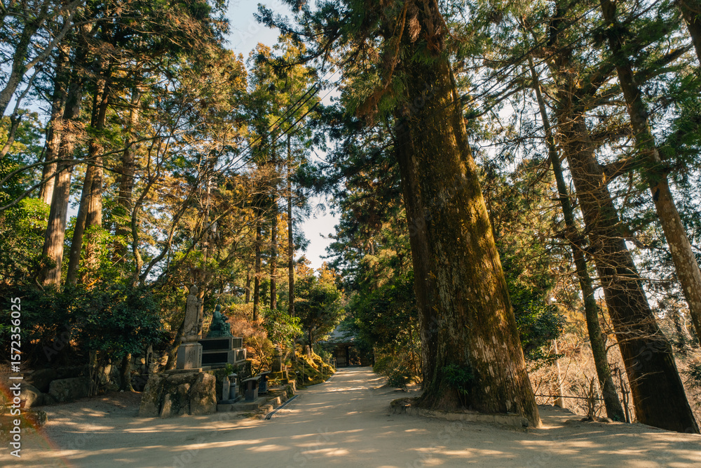 Fototapeta premium The lush green trees rise up into the air