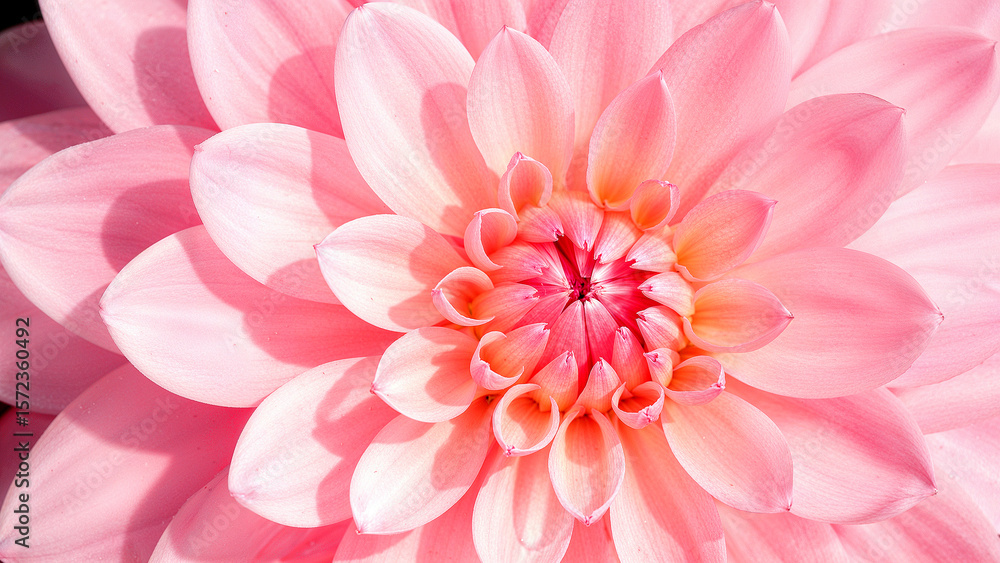 Obraz premium Delicate pastel petals in a floral close-up