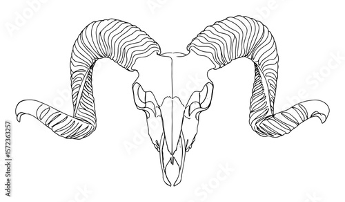 ram skull with curved horns vector line drawing