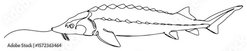 sturgeon fish swimming line vector