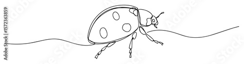 ladybug insect crawling line drawing