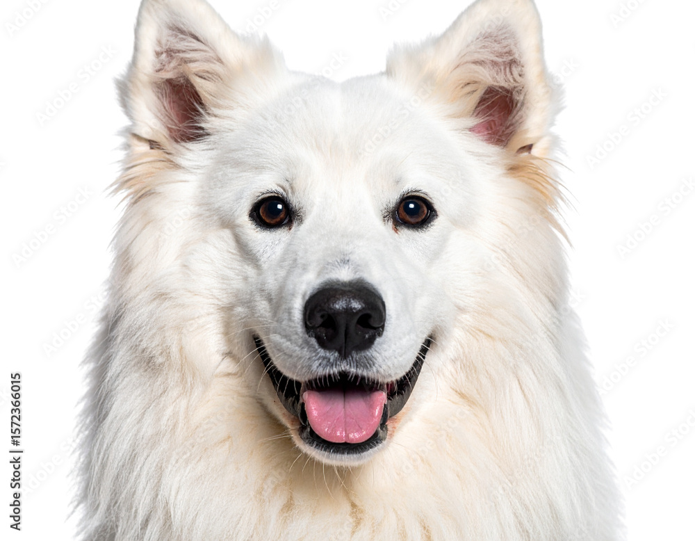 Fototapeta premium “Close-Up of Norwegian Lundehund’s Face with Soft Fur and Expressive Eyes, Isolated on a Transparent Background