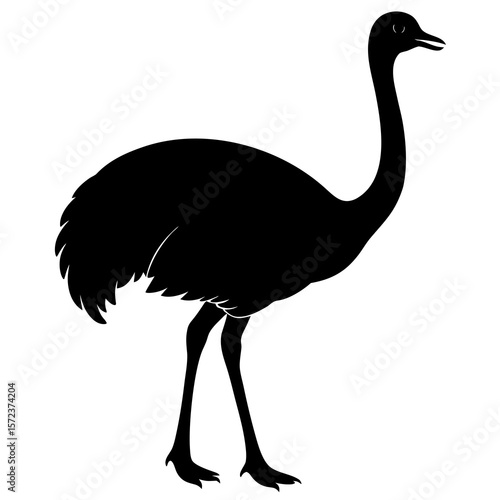 ostrich isolated on white