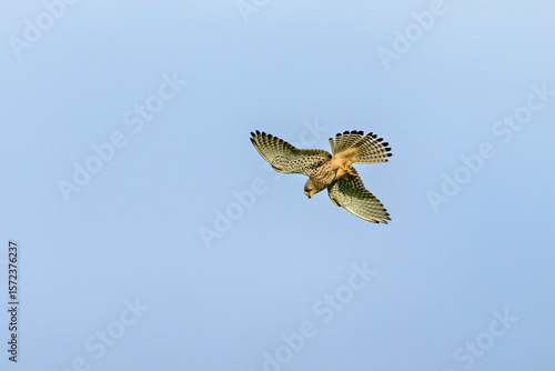 a kestrel in the air