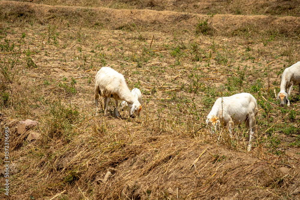 Fototapeta premium Goats with a kid grazing in a rural area in Eritrea