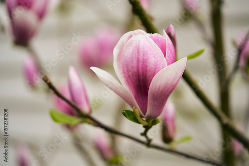 Close up of beautiful pink and white magnolia bloom on branch
