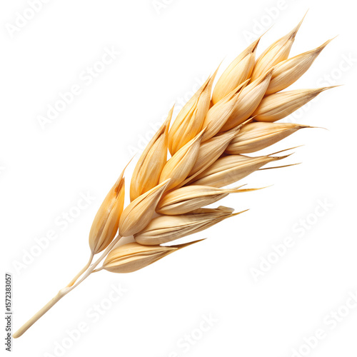 Golden oat spikelet close up for agriculture and healthy food concepts on transparent background.