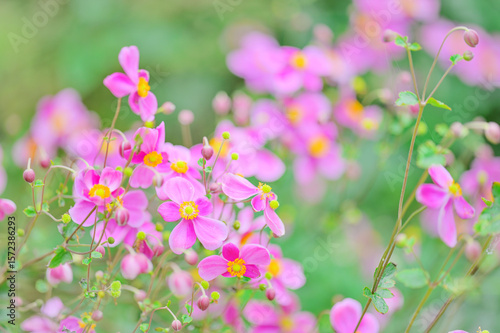 パステルカラーの秋明菊と秋の風景