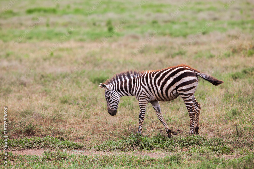 Zebra in the Serengeti National Park, Tanzania Zebra in the Serengeti National Park, Tanzania