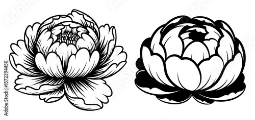peony flower illustration vintage floral tattoo set