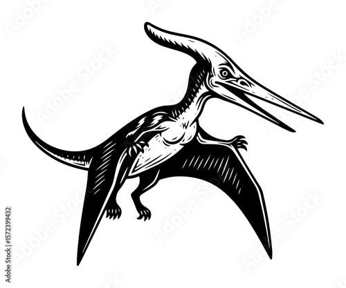 pterodactyl flying dinosaur pterosaur vector illustration