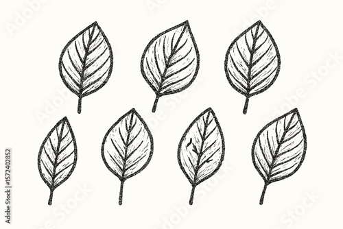Set of detailed hand-drawn illustrations of various leaves.