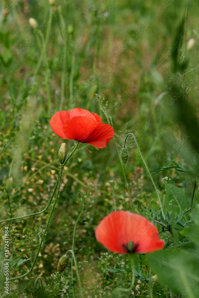 Naklejka premium Two wild red poppies with black spots in the field. Cereal crops. Postcard.