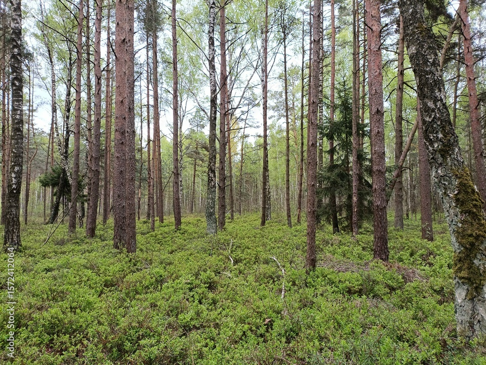 Rekyva forest during cloudy summer day. Pine and birch tree woodland. Blueberry bushes are growing in woods. Cloudy day with white and gray clouds in sky. Summer season. Nature. Rekyvos miskas. Rekyva forest during cloudy summer day. Pine and birch tree woodland. Blueberry bushes are growing in woods. Cloudy day with white and gray clouds in sky. Summer season. Nature. Rekyvos miskas.