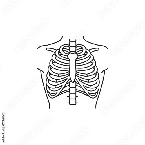 Simple outline of human ribcage anatomy on white background  