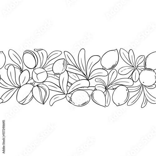 Argan Branch with Nuts and Leaves Outline Horizontal Seamless Pattern. Vector isolated for design or decoration.