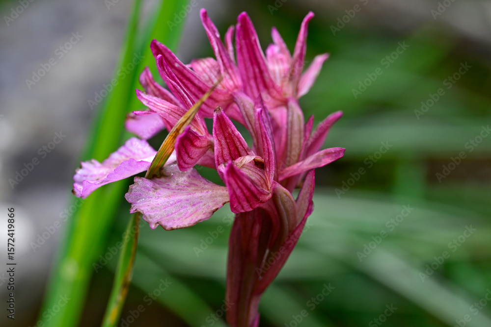 Fototapeta premium Schmetterlings-Knabenkraut // Pink butterfly orchid (Anacamptis papilionacea) - Mani, Peloponnes, Griechenland