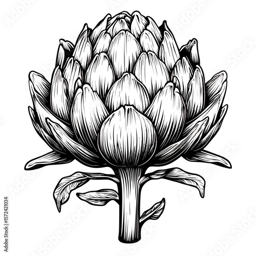 Vector illustration of a fresh, organic lotus flower and artichoke vegetables