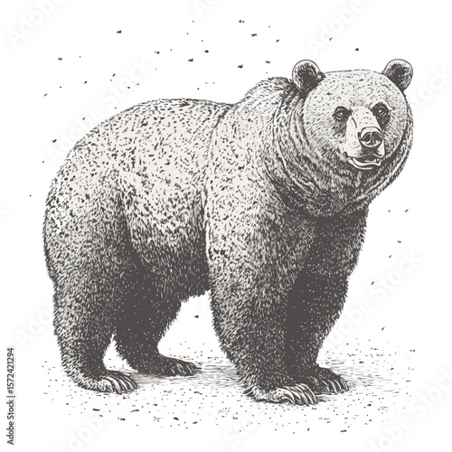Brown bear vector illustration of a wild animal