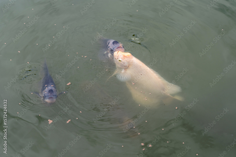 Fototapeta premium Giant gourami or elephant ear fish - Osphronemus goramy are come up from underwater to breathe and eat food pellets thrown down floating on the surface of water in fish pond.