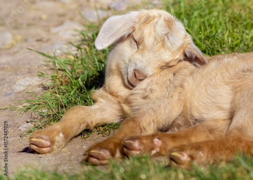 Sleepy baby cashmere goat lying on grass