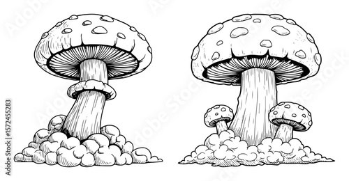 hand drawn forest mushrooms illustration