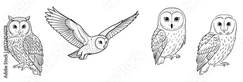 owl illustration set perched flying barn hand drawn vector