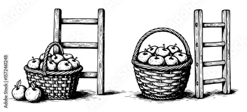 baskets of apples with orchard ladder hand drawn vector