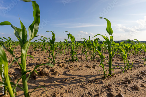 crop of corn on fertile soil in the field , subsistence farming, a field with green corn sprouts against a blue sky