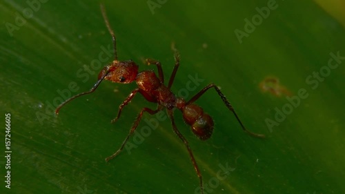 Wallpaper Mural Ant walking on a leaf, focusing on its legs and texture Torontodigital.ca