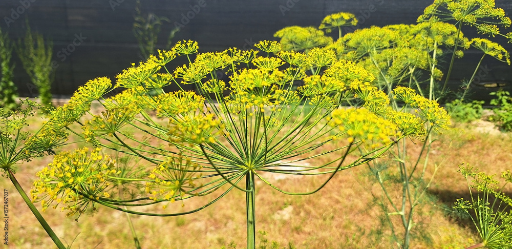 Fototapeta premium The yellow flowers of anethum graveolens or foeniculum vulgare bloom in umbrellas in the garden. Panorama.