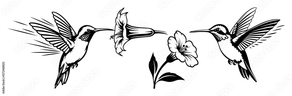 Obraz premium hummingbird feeding on flower vector silhouette and sketch