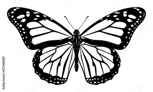monarch butterfly top view black and white vector