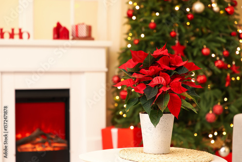 Christmas flower poinsettia...