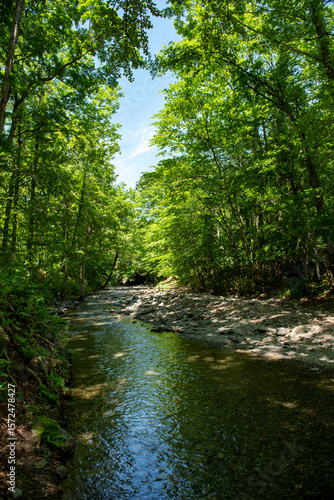 Sunbeams on the Forest River