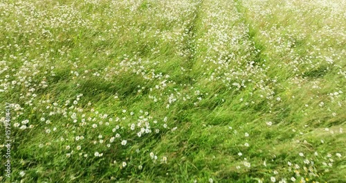 Flying above daisy field