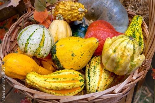 Obraz na plátně Various varieties of pumpkins and squash in woven basket demonstrate the essence