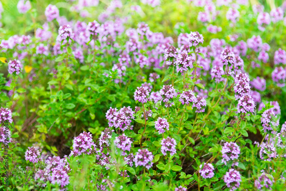 Obraz premium Flowering thyme in garden, in summer time, herbs growing in nature, thyme plant floral background, alternative medicine concept