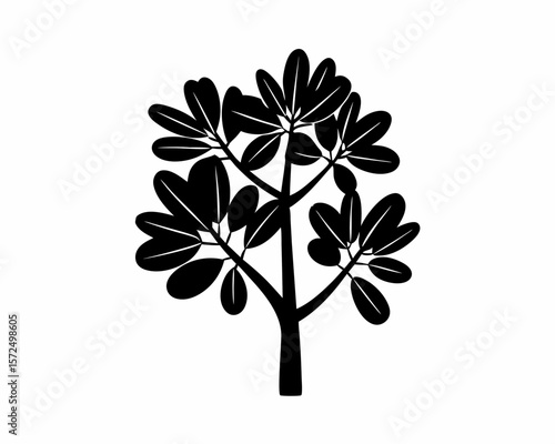 creative Silhouette simple Jade Plant (Crassula ovata) Vector Illustration 