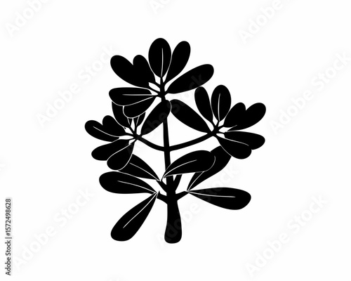 creative Silhouette simple Jade Plant (Crassula ovata) Vector Illustration 