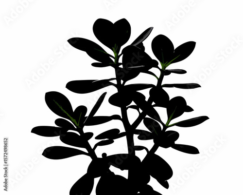 creative Silhouette simple Jade Plant (Crassula ovata) Vector Illustration 